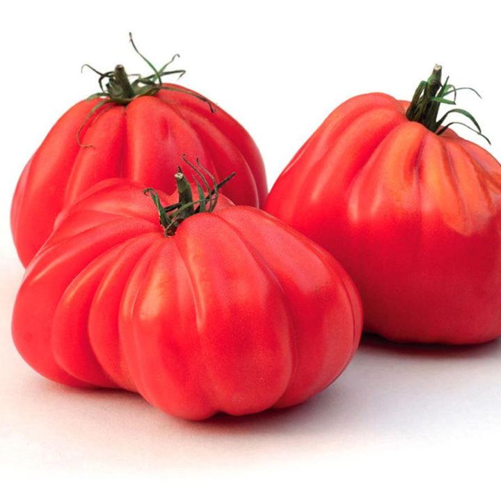 Gusto Italia Tomato Italian Special Red Pear Seed – Doorns Greenhouse