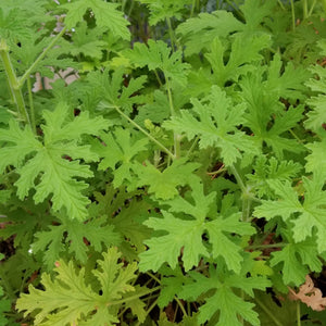 Citronella Geranium Planter