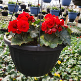 Begonia Hanging Basket 12"