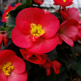 Begonia Hanging Basket 12"