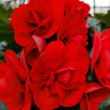 Begonia Hanging Basket 12"