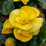 Begonia Hanging Basket 12"