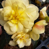 Begonia Hanging Basket 12"