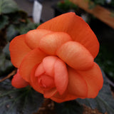 Begonia Hanging Basket 12"