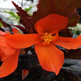 Begonia Hanging Basket 12"