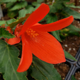 Begonia Hanging Basket 12"