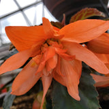 Begonia Hanging Basket 12"