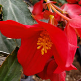 Begonia Hanging Basket 12"