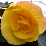 Begonia Hanging Basket 12"