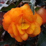 Begonia Hanging Basket 12"