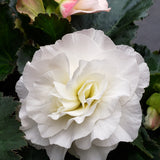 Begonia Hanging Basket 12"