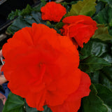 Begonia Hanging Basket 12"