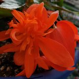 Begonia Hanging Basket 12"