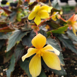 Begonia Hanging Basket 12"