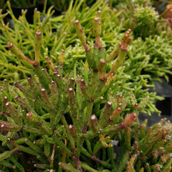 Rhipsalis