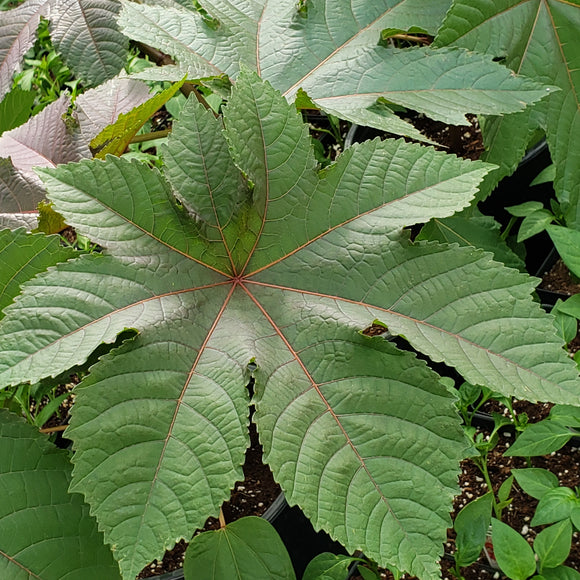 Castor Bean