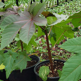 Castor Bean