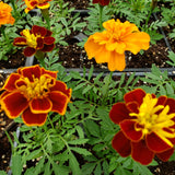 Marigolds