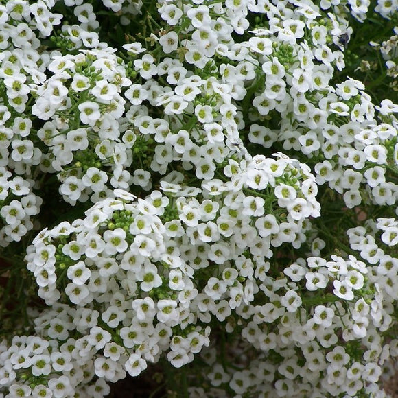 Lobularia (Alyssum Easter Bonnet White)