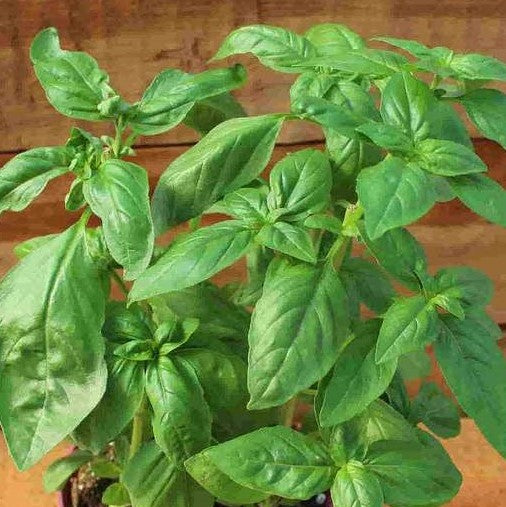 The Garden Corner Basil Seed