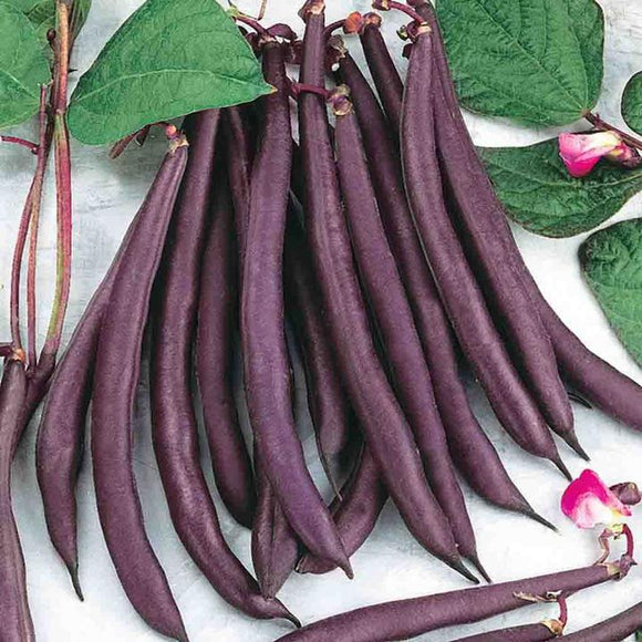 Gusto Italia Bean (Pole) Trionfo Violetta Seed