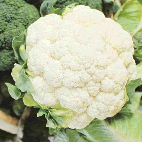 The Garden Corner Cauliflower Seed