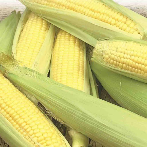 The Garden Corner Corn Seed