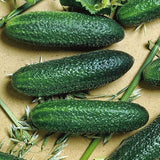 Cucumber Planter