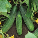 Cucumber Planter