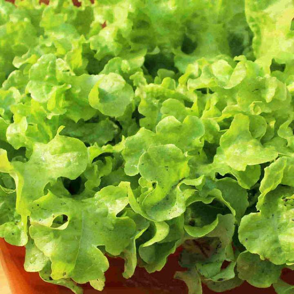 The Garden Corner Lettuce Seed