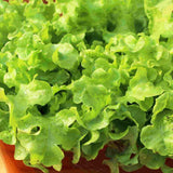 The Garden Corner Lettuce Seed