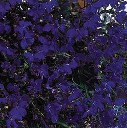 Lobelia