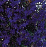 Lobelia