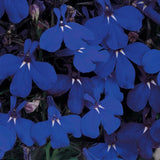 Lobelia