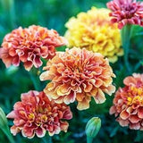 Marigolds