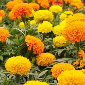 Marigolds