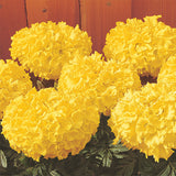 Marigolds