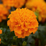 Marigolds