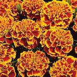 Marigolds