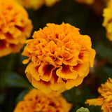 Marigolds