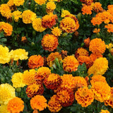 Marigolds