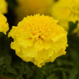 Marigolds