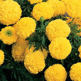 Marigolds