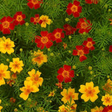 Marigolds