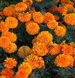 Marigolds