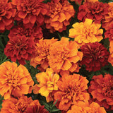 Marigolds