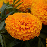 Marigolds