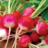 The Garden Corner Radish Seed