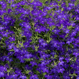 Lobelia