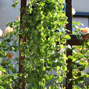 Satureja Indian Mint
